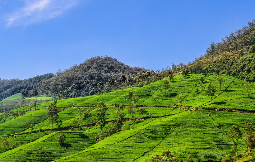 TEA MOUNTAINS